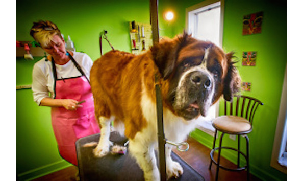 Big image big image groomngo5