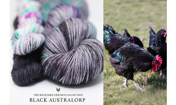 Big image black australorp 1024x