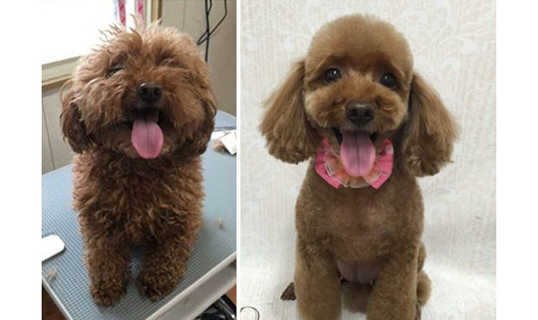 Big image dog grooming transformations yoriko hamachiyo japan 5b39cb9a538d7  700