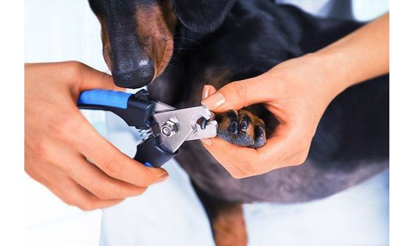 Big image trim puppy nail clip nail