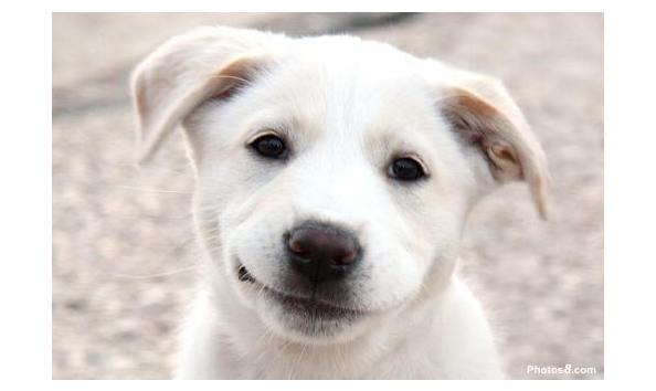 Big image smiling dog face