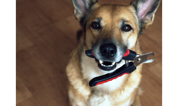 Big image cans dog nail clippers 1032691663