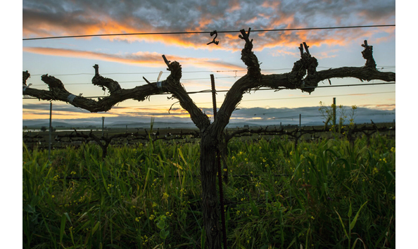 Big image bv vinesunset autocolorcopy web mar2015