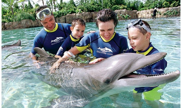 Big image discovery cove dolphin swim