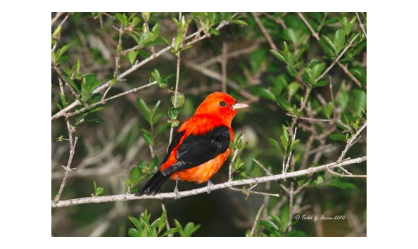 Big image venture bird3