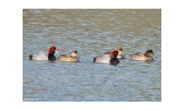 Big image venture bird2