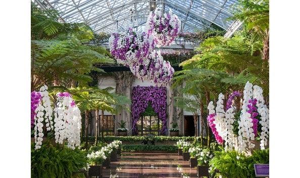 Big image 262204 orchid extravaganza albee  larry 0