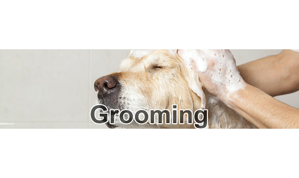 Big image canine comforts pic