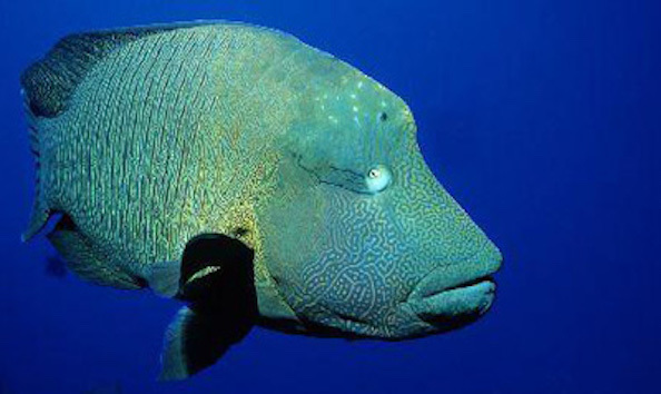 Big image mini magick20190402 1554 r95snc