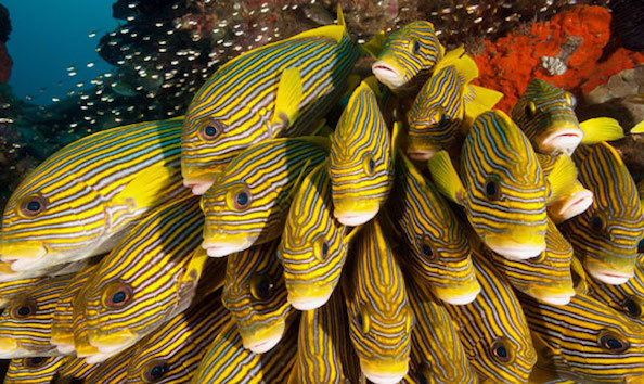 Big image mini magick20190402 1554 1lgnhu7