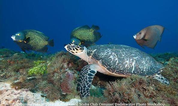 Big image mini magick20190402 1554 jjclzw