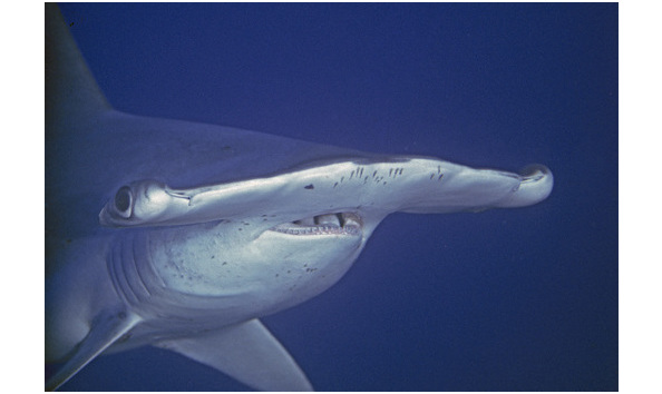 Big image mini magick20190402 1554 z8acf5