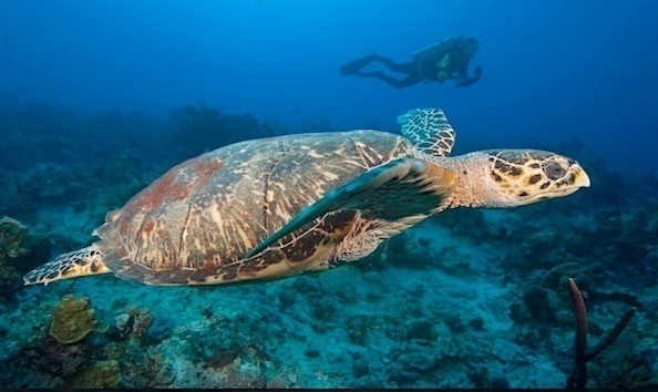 Big image mini magick20190402 1554 7kem50