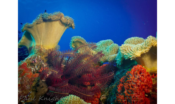 Big image mini magick20190402 1554 19ouphq