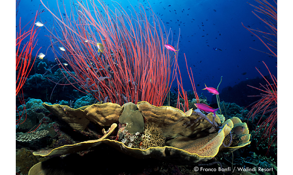 Big image mini magick20190402 1554 18ujhc6