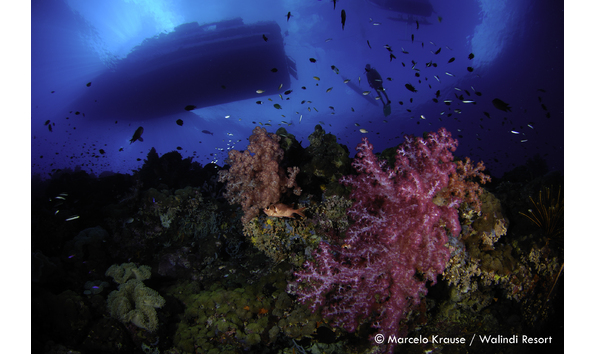 Big image mini magick20190402 1554 1cnlzwc