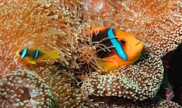 Big image mini magick20190402 1554 tjsksr