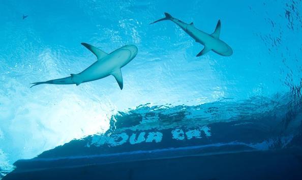 Big image mini magick20190402 1554 1v8ox5e