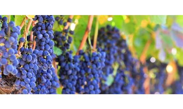 Big image a026 calistoga napa valley 2019.3 page 1 image 0001