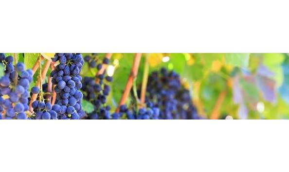 Big image a026 calistoga napa valley 2019.3 page 2 image 0001