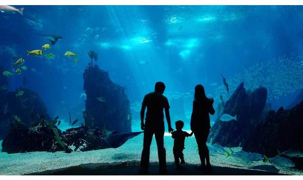 Big image aquarium family 4786895large