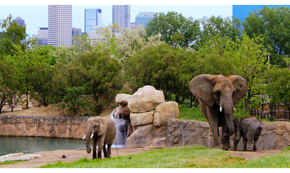 Big image webelephants on exhibit 4 12 jon glesing