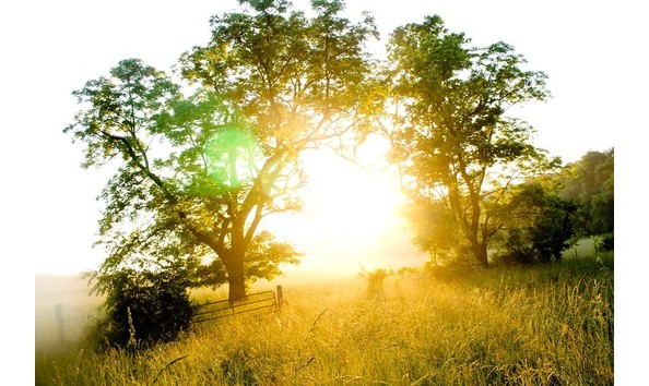 Big image deer run 2