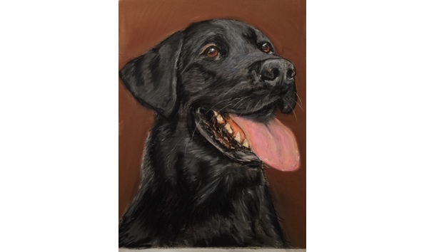 Big image black lab