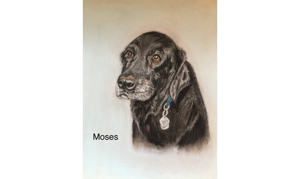 Big image new black dog