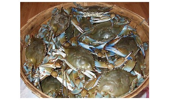 Big image mini magick20190415 121776 112j93e