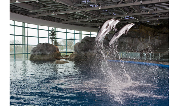 Big image shedd   dolphins