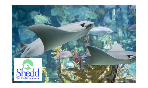 Big image shedd   stingrays