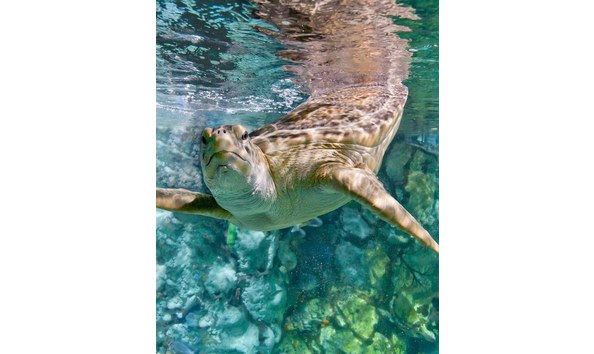 Big image shedd   turtle