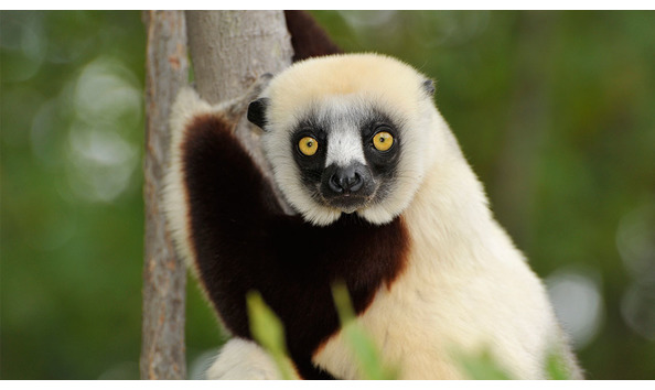 Big image dukelemur2