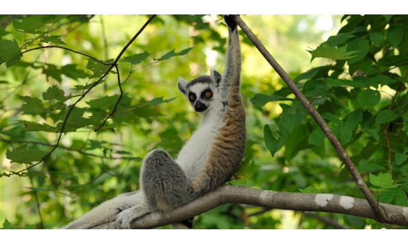 Big image dukelemur