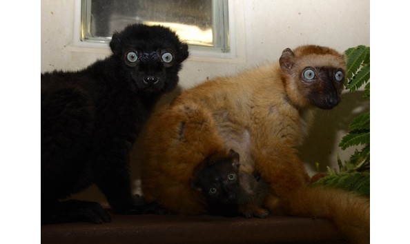 Big image duke lemur