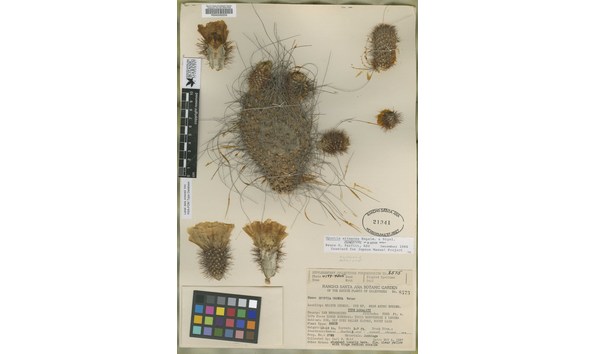 Big image carl b. wolf type