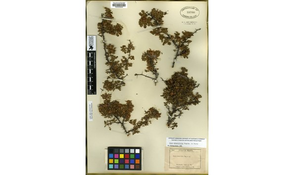 Big image me jones type