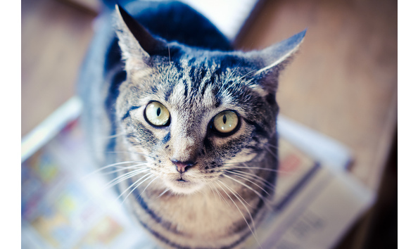 Big image kitty kate