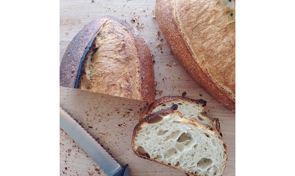 Big image yellow dog