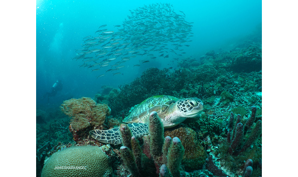 Big image turtle withfish