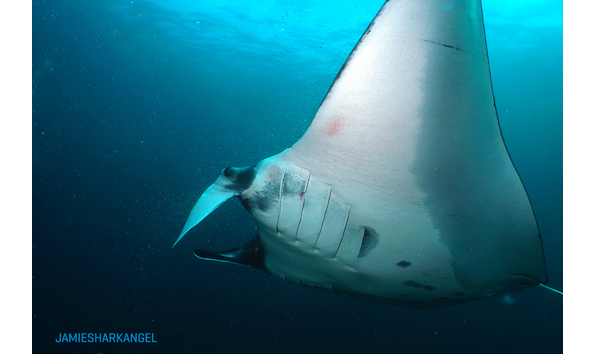 Big image manta eye side