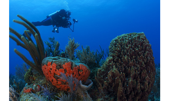 Big image copy of underwater photography
