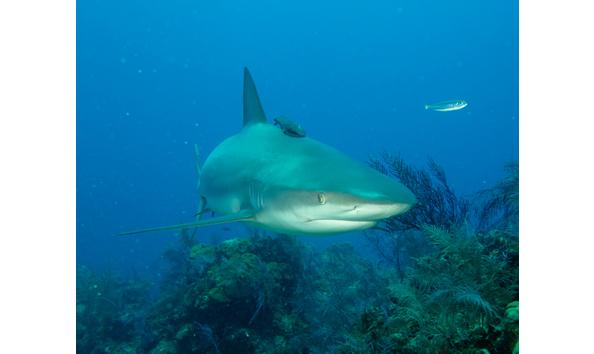 Big image bahamas shark dive
