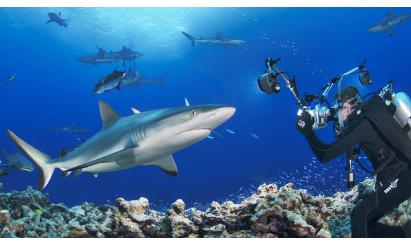 Big image mike ball private shark shoot