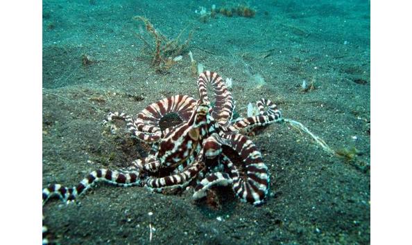 Big image kungkungan bay resort mimic