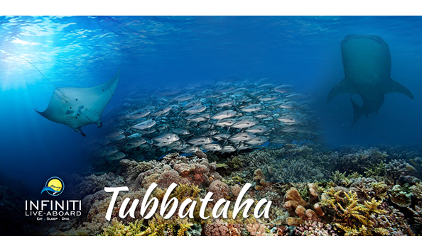 Big image infinitiliveaboard tubbataha