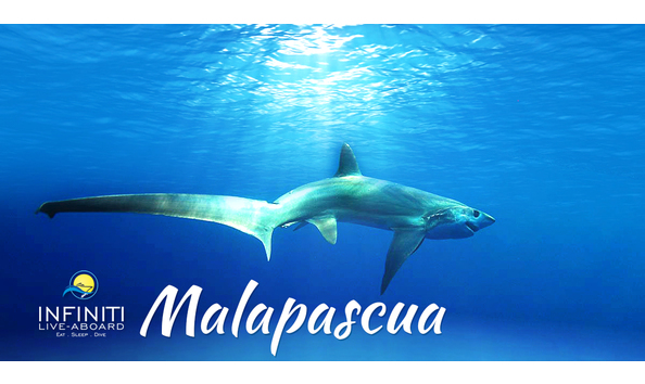 Big image infinitiliveaboard malapascua