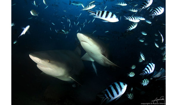 Big image volivoli bull sharks