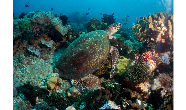 Big image apo island